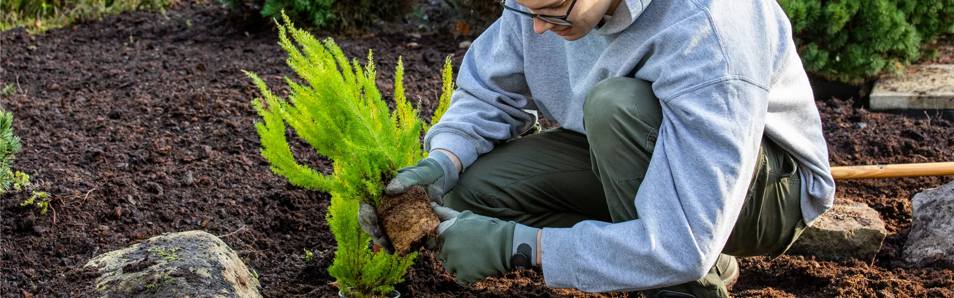 Gärtner pflanzt Baumheide Gärtner pflanzt Baumheide